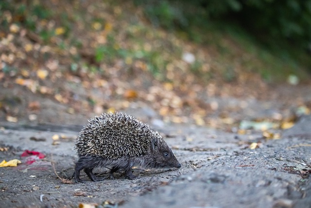 否能在重要 否能在重要